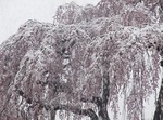 三春滝桜2010ﾀﾞｲｼﾞｪｽﾄ4.222010 Miharu waterfall cherry blossoms digest